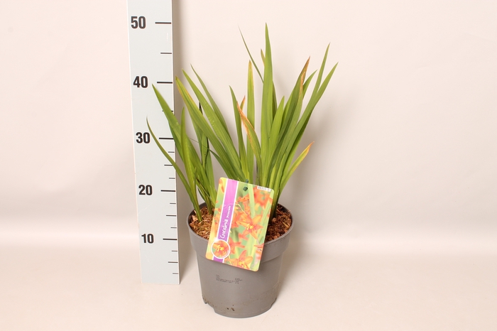 vaste planten 19 cm  Crocosmia Princess  Rood, roze