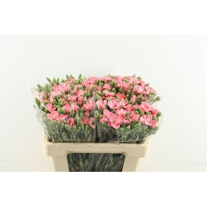 Di Tr Solomio Pink Striped