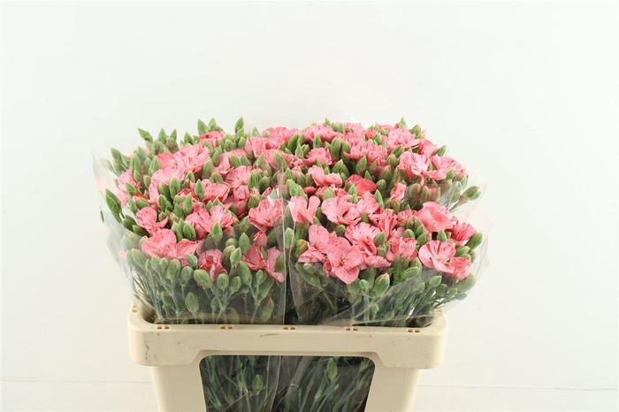 <h4>Di Tr Solomio Pink Striped</h4>