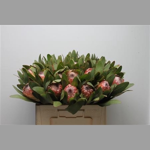 Protea Susara