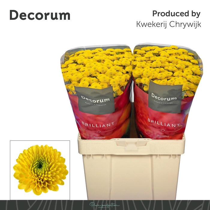 <h4>CHR S AAA AURINKO</h4>