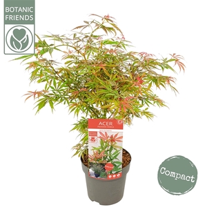 Acer palm. 'Jerre Schwartz'