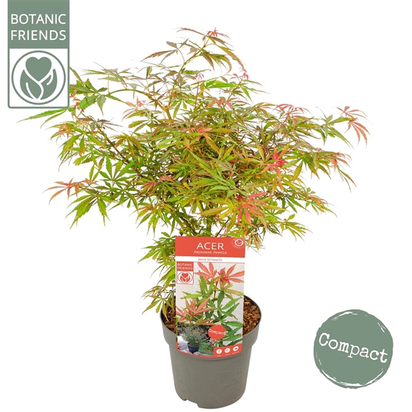 <h4>Acer palm. 'Jerre Schwartz'</h4>