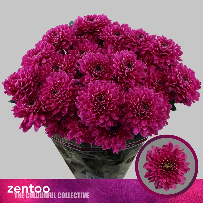 <h4>CHR T FABIENNE PURPLE</h4>