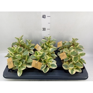 Peperomia obt. 'Obtipan Bicolor'