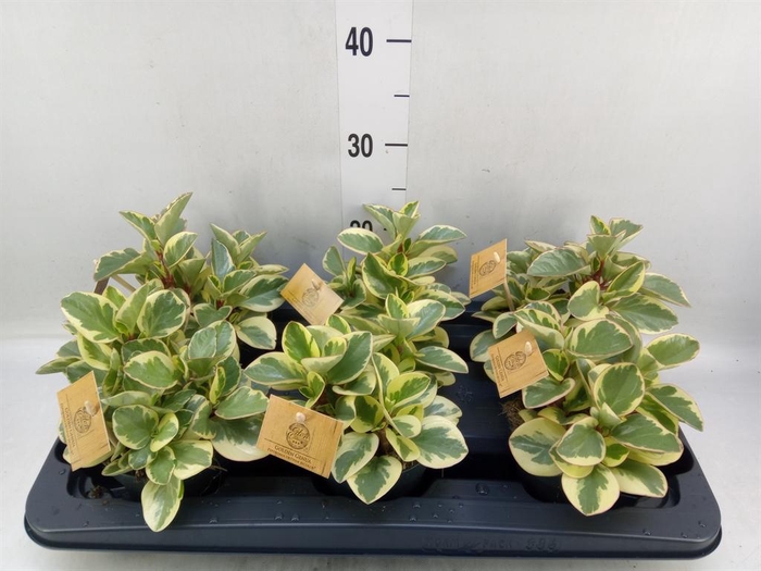 <h4>Peperomia obt. 'Obtipan Bicolor'</h4>