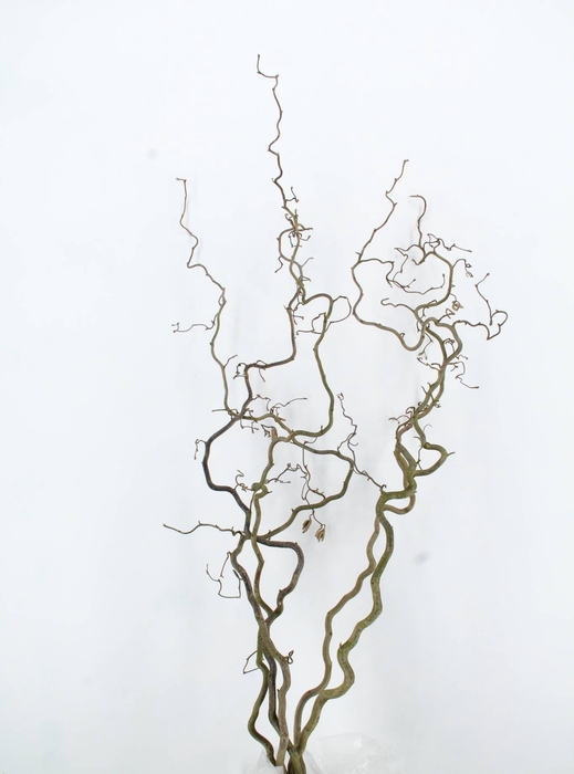 <h4>CORYLUS AV CONTORTA 2 JARIG</h4>