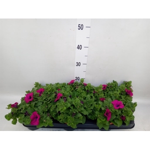 Petunia  'Sunpleasure Purple'