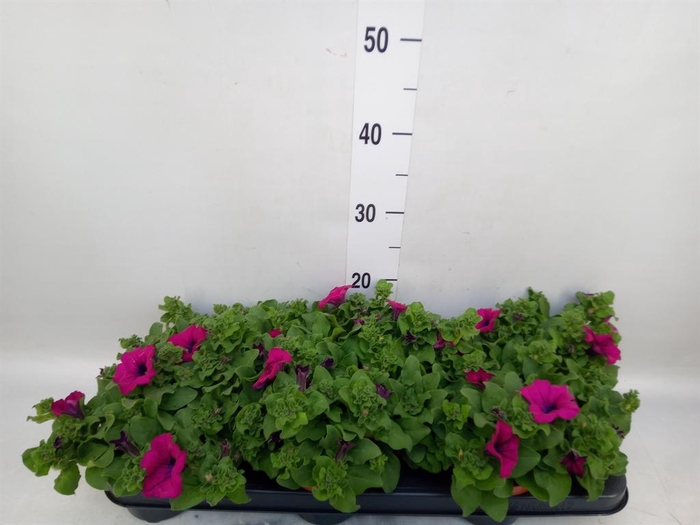 <h4>Petunia  'Sunpleasure Purple'</h4>