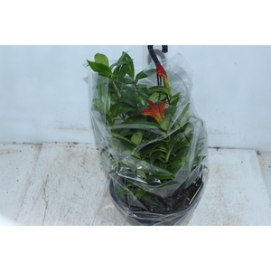 AESCHYNANTHUS SPECIOSUS C21