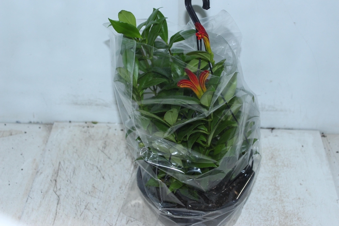 <h4>AESCHYNANTHUS SPECIOSUS C21</h4>