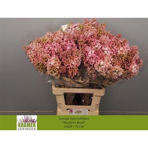 Syr Hy Maidens Blush 70cm 4+