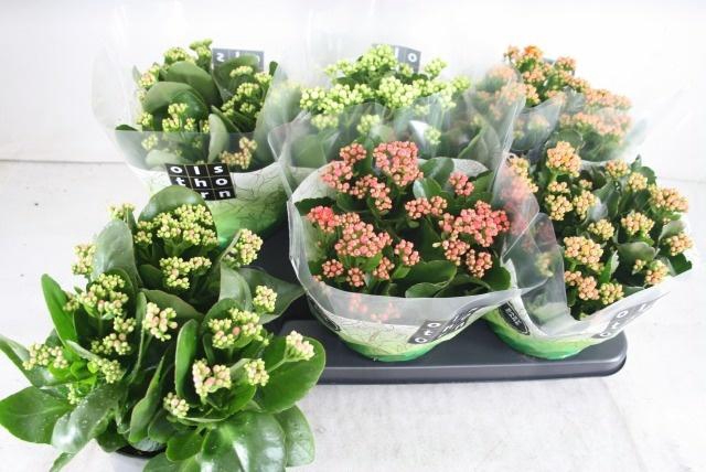 <h4>KAL GE GEM 4 KL</h4>