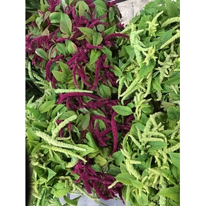 AMARANTHUS CAUDATUS
