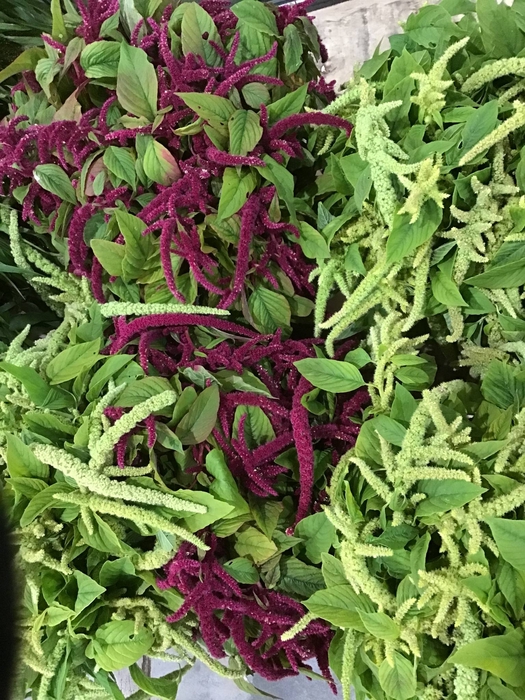 <h4>AMARANTHUS CAUDATUS</h4>