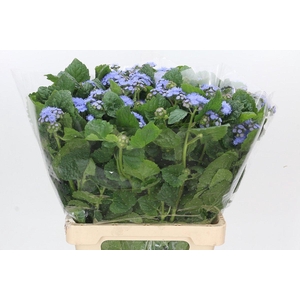 Ageratum Blue Planet