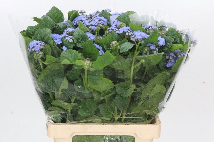 <h4>Ageratum Blue Planet</h4>