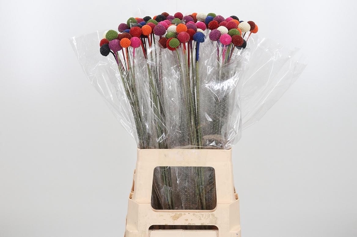 <h4>Craspedia Rainbow</h4>