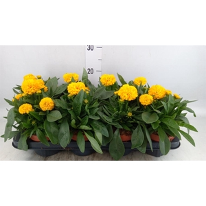 Coreopsis grand. 'Double the Sun'