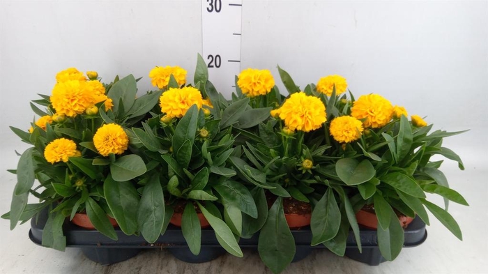 <h4>Coreopsis grand. 'Double the Sun'</h4>