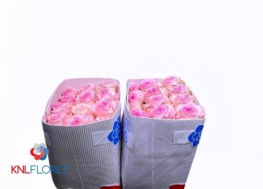 <h4>R GR MANDALA</h4>