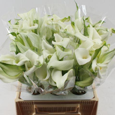 <h4>ZANT CRYSTAL BLUSH</h4>