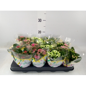 Kalanchoe blos.   ..rosebud mix  5
