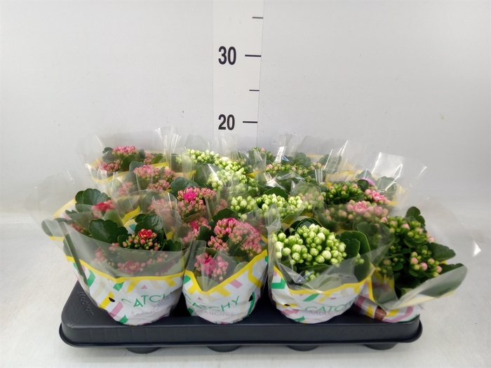 <h4>Kalanchoe blos.   ..rosebud mix  5</h4>