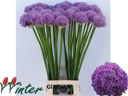 <h4>Allium Gladiator</h4>