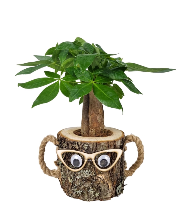 <h4>Pachira wood dude 12 cm</h4>