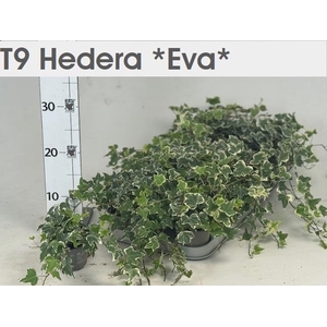 HED HE EVA
