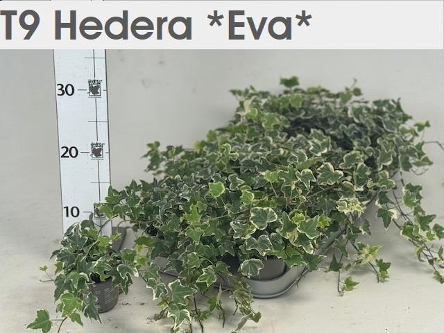 <h4>HED HE EVA</h4>