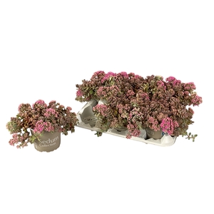 SEDUM CY SACHALIN