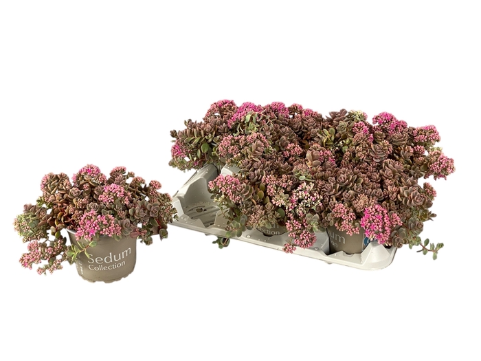 <h4>SEDUM CY SACHALIN</h4>
