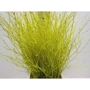 Berken Geel L70
