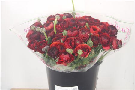 <h4>Ran.. Su Nerone Extra</h4>