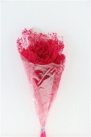 <h4>Dried Brooms Fuchsia Bunch</h4>