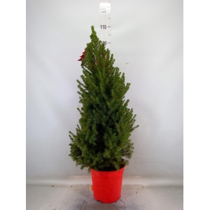 Picea glauca 'Conica'