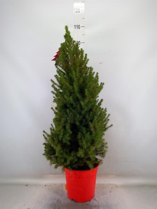 <h4>Picea glauca 'Conica'</h4>