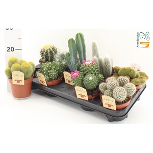 CACTUS GEM