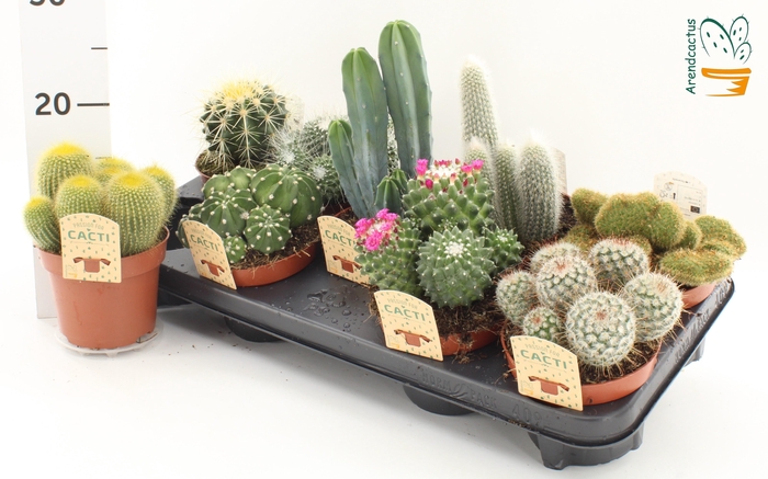 <h4>CACTUS GEM</h4>