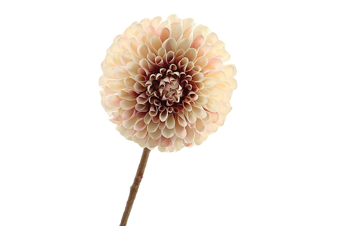 <h4>Dahlia Cream Pink</h4>