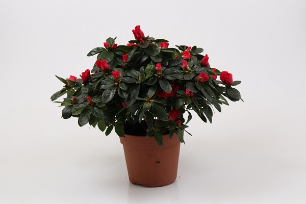 <h4>RHODODENDRON SIMSII P15 ROOD</h4>