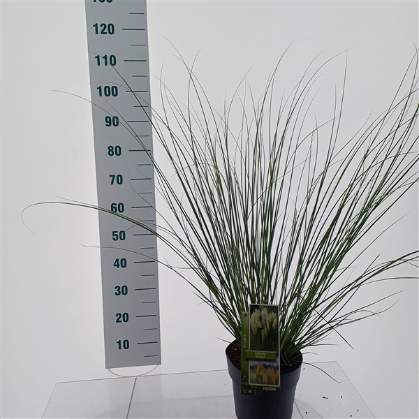 <h4>Cortaderia selloana 'Pumila'</h4>