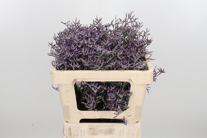 <h4>Lim Saf Lilac</h4>