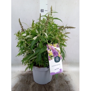 Buddleja davidii 'Butterf CL Purpl'