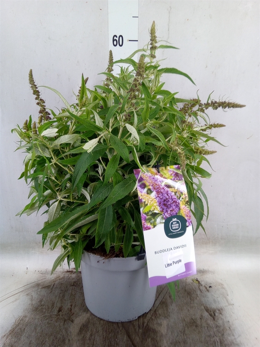 <h4>Buddleja davidii 'Butterf CL Purpl'</h4>