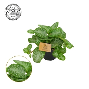 Episcia Cupreata Minty Improved 12cm