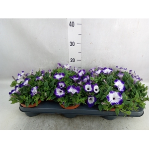 Petunia  'Sanguna Blue Picotee'