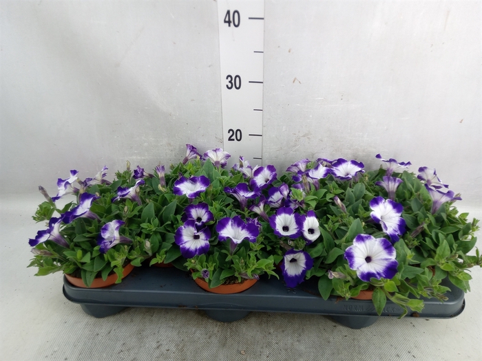 Petunia  'Sanguna Blue Picotee'